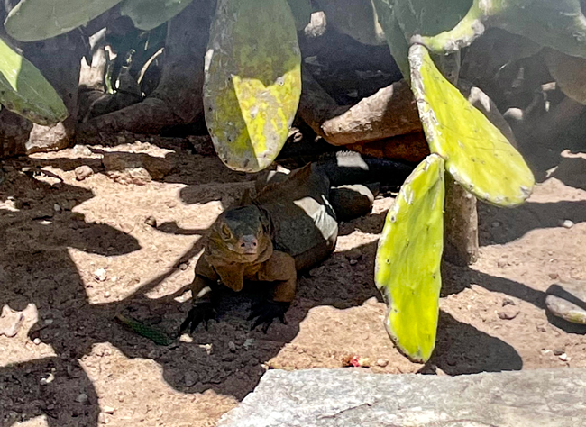 Rare Rock Iguana on San Salvador